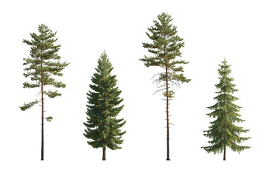 Set of Pinus sylvestris Scotch pine big tall tree and  spruce picea abies and pungens isolated png on a transparent background perfectly cutout in daylight Pine Pinaceae pine Baltic Pine fir
 - obrazy, fototapety, plakaty