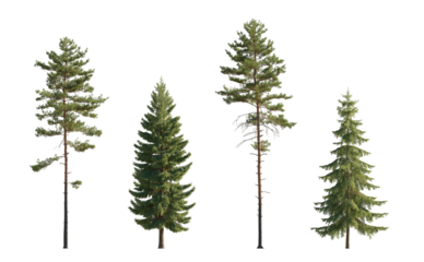Set of Pinus sylvestris Scotch pine big tall tree and  spruce picea abies and pungens isolated png on a transparent background premium cutout in daylight Pine Pinaceae pine Baltic Pine fir