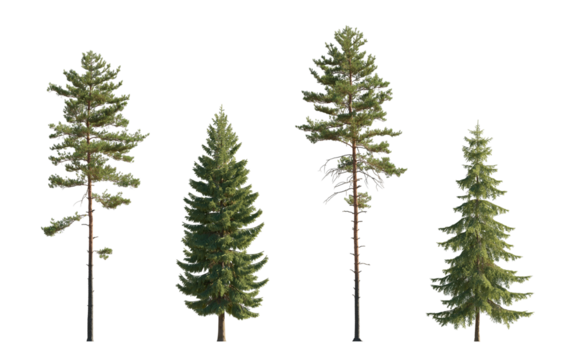 Set of Pinus sylvestris Scotch pine big tall tree and  spruce picea abies and pungens isolated png on a transparent background premium cutout in daylight Pine Pinaceae pine Baltic Pine fir