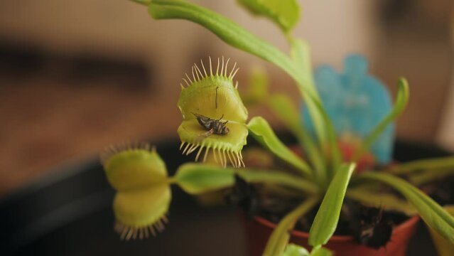 Close up of Venus flytrap or Dionaea muscipula carnivorous plant.