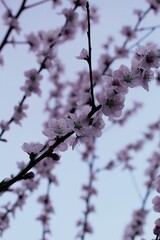 Vibrant pink flowers blooming on a barren tree branch.