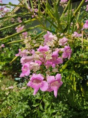 pink and white flowers
