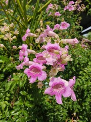 pink flowers in the garden