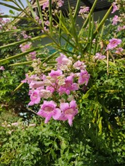 flowers in the garden