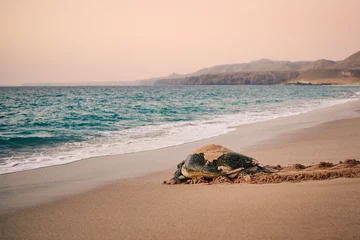 Keuken spatwand met foto Huge Green Turtle heading back to ocean after having laid eggs on beach. Unique hatching place in Ras Al Jinz, Sultanate of Oman.. © Chalabala