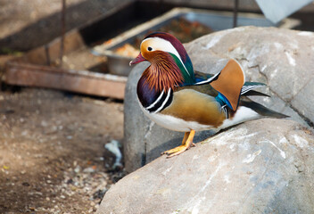 Mandarin Duck.
She is one of the most beautiful birds of our planet.. Of course, we are talking about the drake. The duck is also elegant and graceful, but modestly colored. The habitat of mandarin du - 675420564