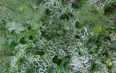 Leafy plant with white spots growing in a natural environment