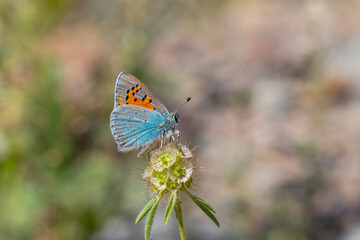 tiny butterfly on plant, Romanoff's Tomares, Tomares romanovi