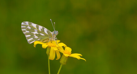 white butterfly on yellow flower, Pontia chloridice, Small Bath White
