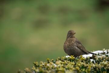 Beautiful Common blackbird perched atop a shrubbery covered in snow