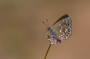 tiny butterfly on purple flower, Neolycaena soezen, Soezen`s Pseudocopper