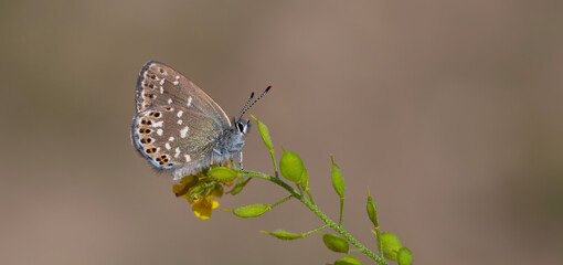 tiny butterfly on green plant, Neolycaena soezen, Soezen`s Pseudocopper