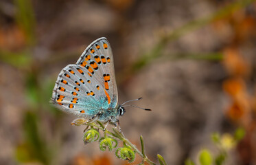 tiny butterfly on green plant, Romanoff's Tomares, Tomares dobrogensis