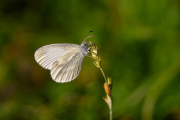 small white butterfly on plant, Eastern Wood White, Leptidea duponcheli