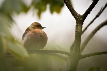 Small Common chaffinch bird perched on a tree twig surrounded by lush green foliage