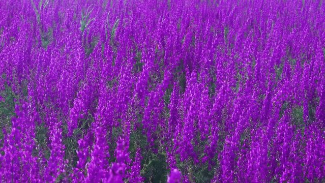 Adventice Images Browse 317 Stock Photos Vectors and Video Adobe