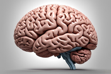 healthy human brain detailed model design - obrazy, fototapety, plakaty