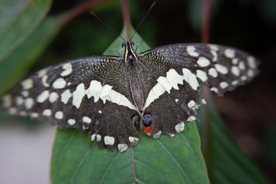 Closeup Of A Citrus Swallowtail Butterfly On A Leaf In A Field