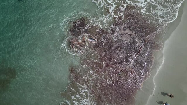Drone view of shark attacking a baby whale
