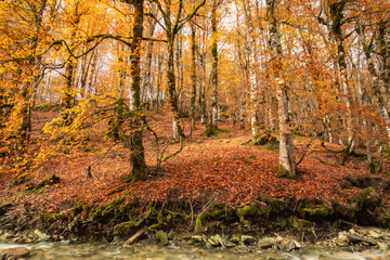 Beautiful beech forest in the middle of autumn with leaves on the ground and a stream at the bottom in the Irati jungle, Navarra, Spain