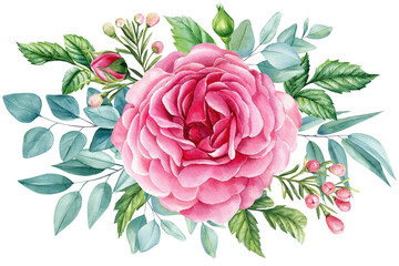 Pink flower rose and bud, eucalyptus leaves. elegant greenery, Watercolor botanical illustration. Floral design