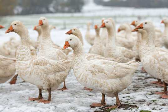 many white geese on a snovy meadow in winter. Portrait.