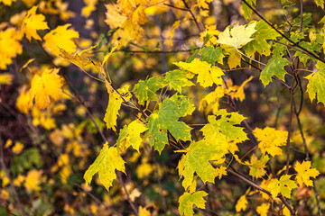 Herbstlaub im Wind