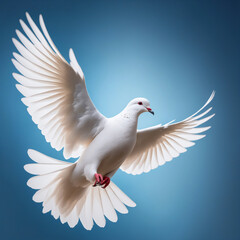 white dove freedom symbol in the blue sky