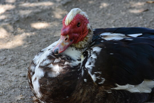 Male muscovy duck (cairina moschata)  with its characteristic toupee