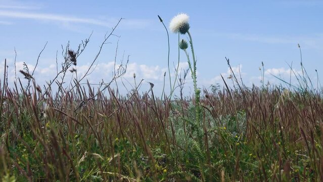 Arabian thistle (Carduus arabicus, Carduus pycnocephalus) with a white flower. Saline lands of Arabatskaya strelka, Crimea