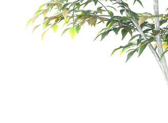 Fototapeta premium Various types of tree grass bushes shrub and small plants isolated 