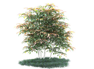 Fototapeta premium Various types of tree grass bushes shrub and small plants isolated 