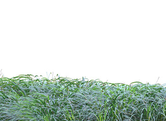 green grass background