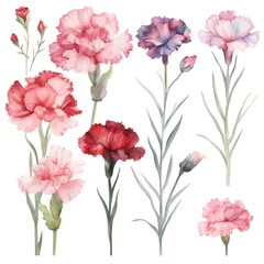 Deurstickers Set of watercolor carnayions flowers on white background clipart © evgenia_lo