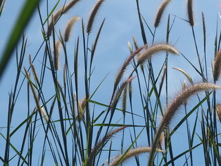 grass and sky