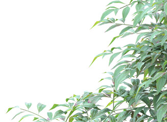 tree branch and leaves isolated