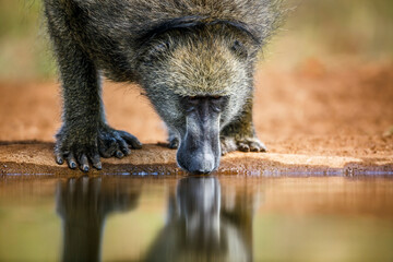 Chacma baboon drining front view in waterhole in Kruger National park, South Africa ; Specie Papio...