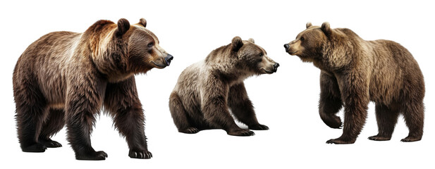 Set of Bear isolated on transparent background. Concept of animals.
