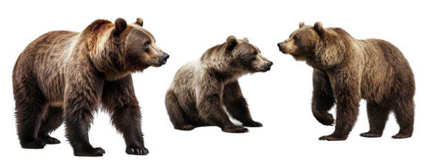 Set of Bear isolated on transparent background. Concept of animals.