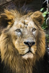 a lion with yellow hair standing in the middle of trees