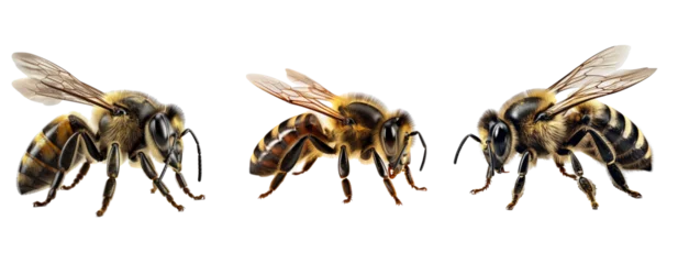 Fotobehang Set of Bee isolated on transparent background. Concept of animals. © The Imaginary Stock