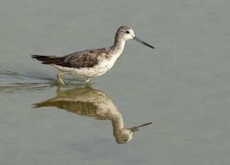 Common Greenshank with reflection on water at Arad coast of Bahrain