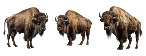 Abwaschbare Fototapete Büffel Set of Buffalo isolated on transparent background. Concept of animals.