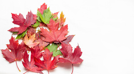Colorful autumn leaves on white background. Flat lay, top view.
