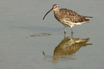 Portrait of a Eurasian curlew at Arad coast of Bahrain