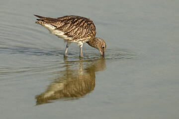 Eurasian curlew feeding at Arad coast of Bahrain