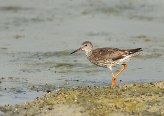 Redshank at Arad coast of Bahrain