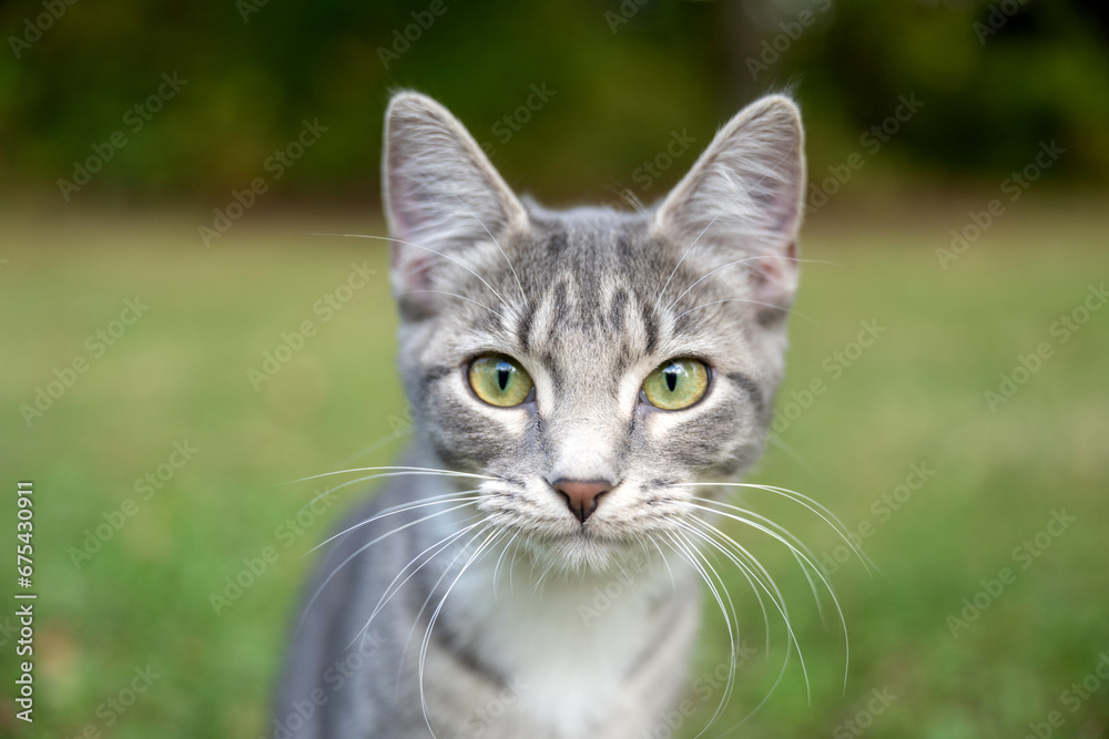 Wall mural Portrait of gray tabby cat