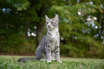 Portrait of gray tabby cat