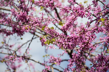 Tree of Love (Cercis siliquastrum) in bloom, judas tree, pink blossom tree